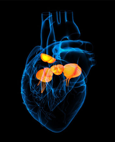 HEART VALVE OPERATIONS